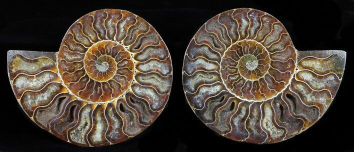 Cut & Polished Ammonite Fossil - Agatized #58721